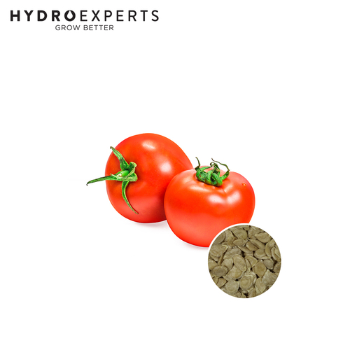 Tomato College Challenger - Seed Packet [Size: 0.2G]