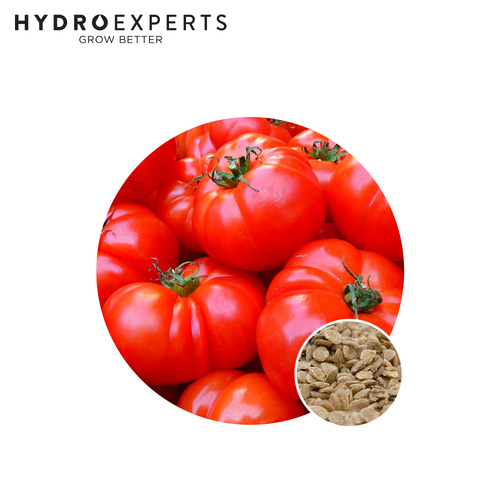 Tomato Graf Zeppelin - Seed Packet [Size: 0.2G]