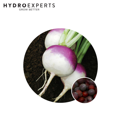 Turnip Purple Top - [Size: 25G]