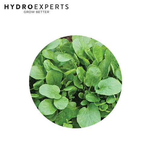 Watercress Upland - Seed Packet [Size: 0.1G]