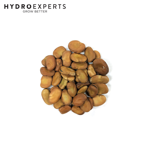 Broad Bean Coles Dwarf Prolific - Seed Packet [Size: 15G]