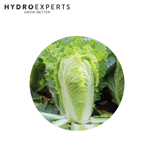 Cabbage Chinese Michihili - Seed Packet [Size: 1G]