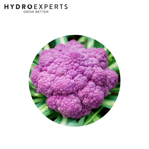 Cauliflower Purple Sicily - Seed Packet | Untreated Seed | Autumn - Spring