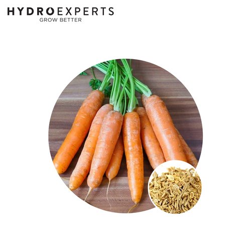 Carrot Scarlet Nantes - Seed Packet [Size: 5G]