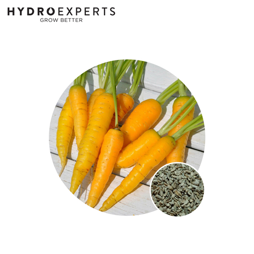 Carrot Solar Yellow - Seed Packet | Untreated Seed | All Seasons