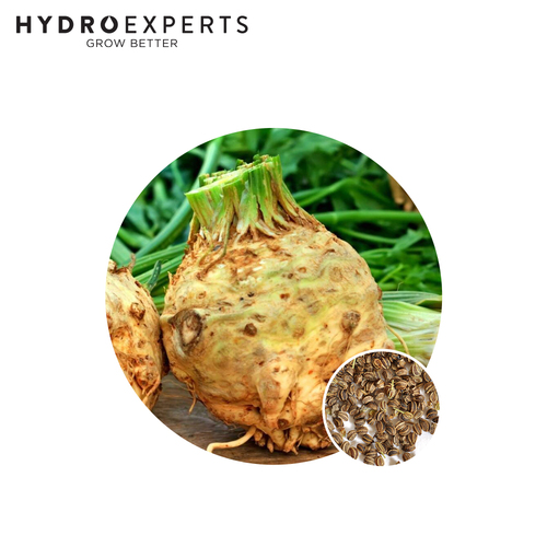 Celeriac White Alabaster - Seed Packet [Size: 1G]