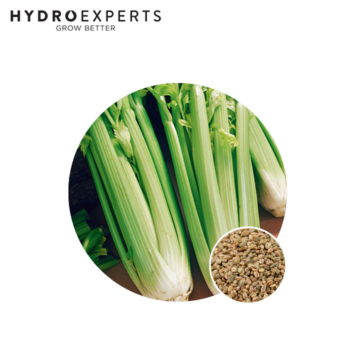 Celery Tall Utah - Seed Packet [Size: 1G]