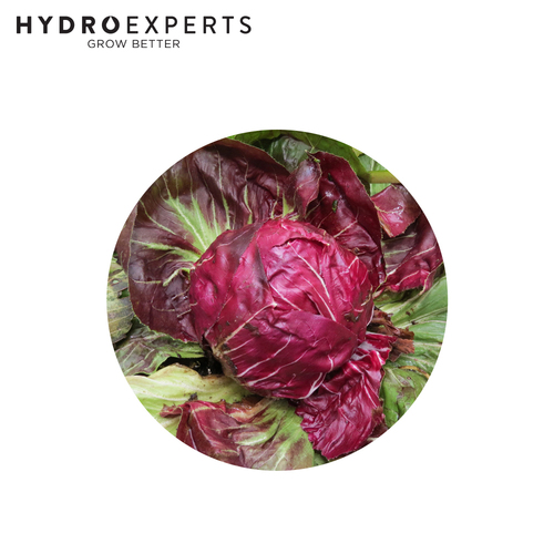 Chicory Palla Rosa - Seed Packet | Untreated Seed | Autumn - Spring