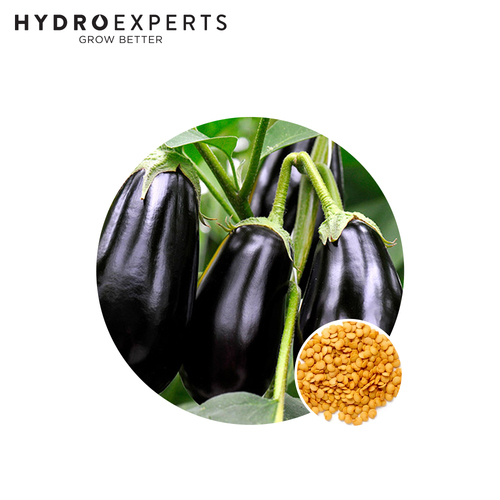 Eggplant Black Beauty - Seed Packet [Size: 1G]