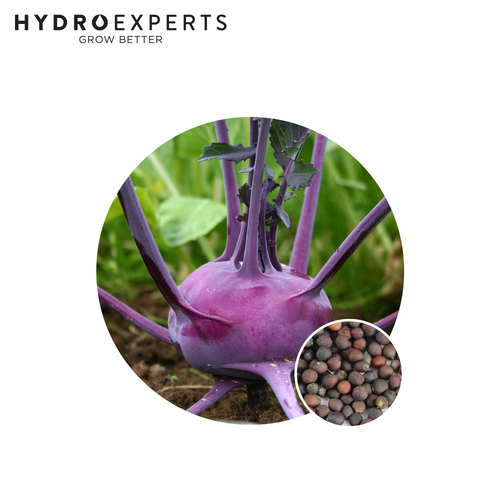 Kohlrabi Purple Vienna - Seed Packet | Untreated Seed | Autumn - Spring
