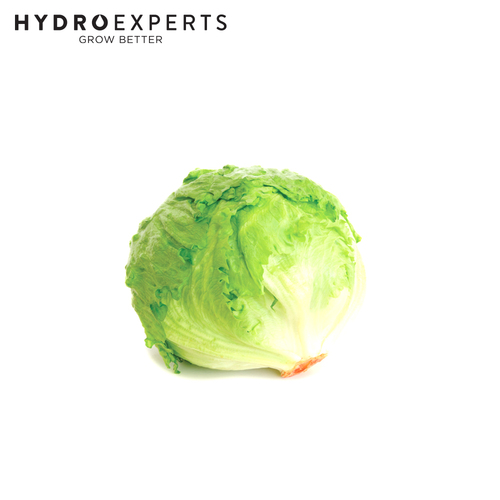 Lettuce Great Lakes (Iceberg) - Seed Packet [Size: 1G]