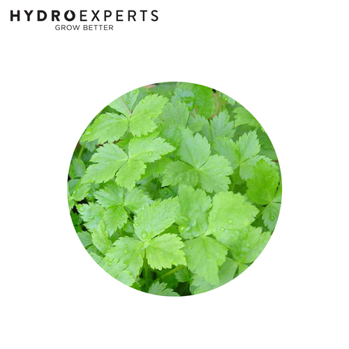 Mitsuba - Seed Packet | Untreated Seed | Autumn - Spring