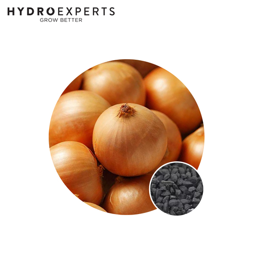 Onion Gladalan Brown - Seed Packet [Size: 1G]
