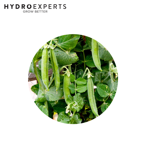 Pea Greenfeast - Seed Packet [Size: 5G]