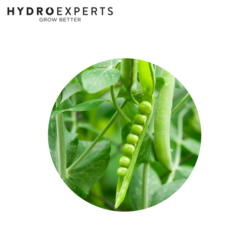 Pea Massey Gem - Seed packet [Size: 5G]