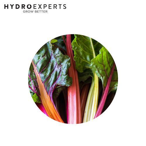 Silverbeet Rainbow Chard - [Size: 25G]