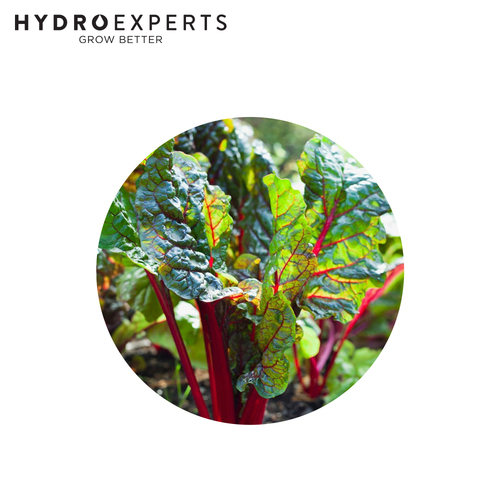 Silverbeet Ruby Red Chard - [Size: 25G]