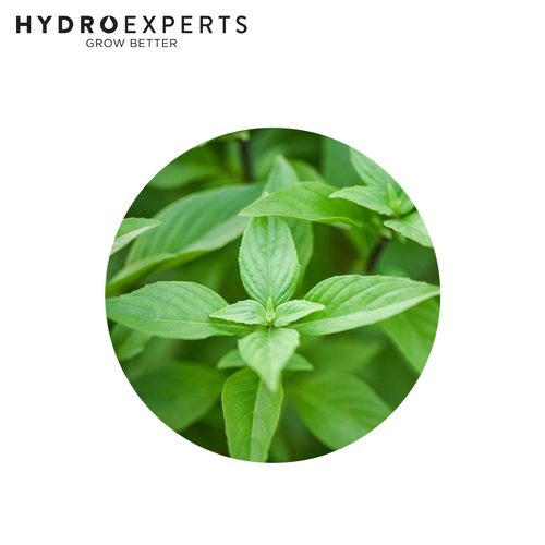 Basil Lime - [Size: 5G]