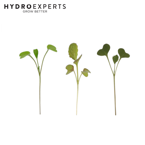 Micropod Seedmat Mix Pack 2 - 12 Seed Mats | Pak Choi | Broccoli | Mustard