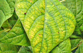 Nutrient Deficiency Explanation