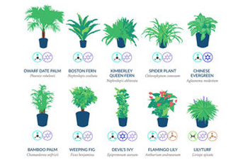 NASA Reveals A List Of The Best Air-Cleaning Plants For Your Home