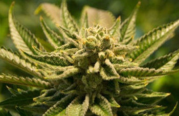 PUF Ventures to Build 1 Million-Square-Foot Cannabis Cultivation & Processing Facility in Australia