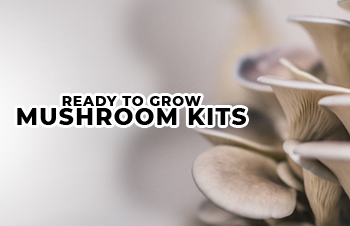 Mushroom Kit Grow Guide
