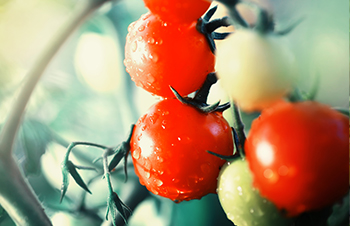 How Tomato Plants Fight Bacterial Attacks?