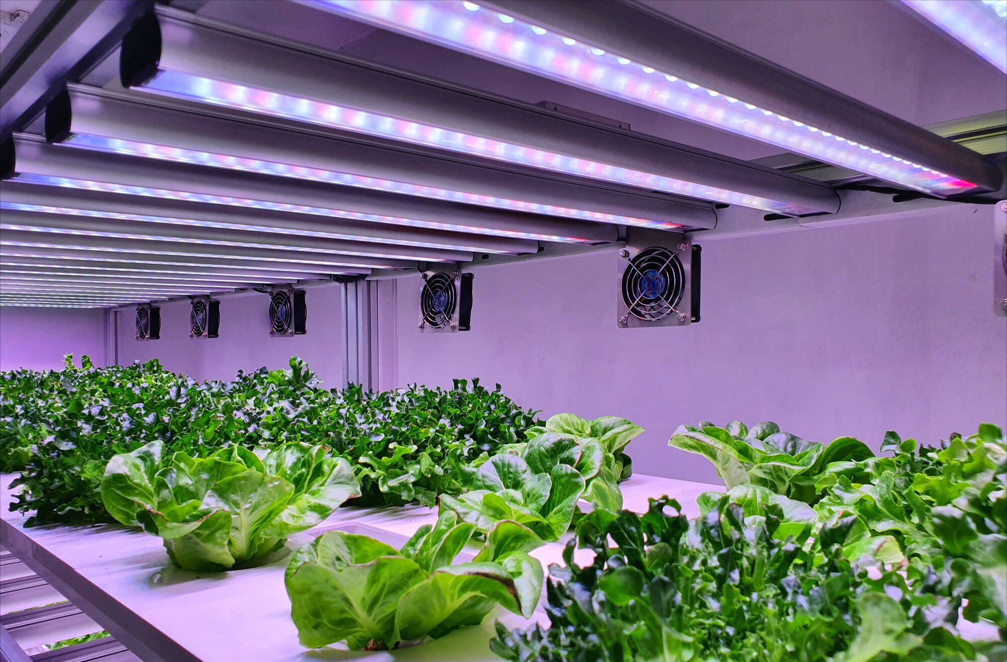 Spider Farmer vs. Mars Hydro: Best LED Grow Lights - 2025