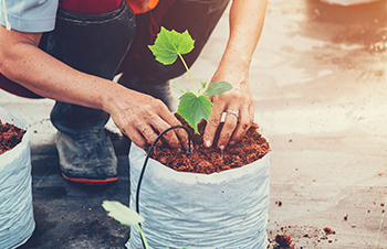 Why Growers are Crazy for Coco Coir