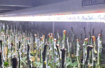 The Importance of Getting the Right Amount of Light for Your Plants - PPFD/PAR/Lumens