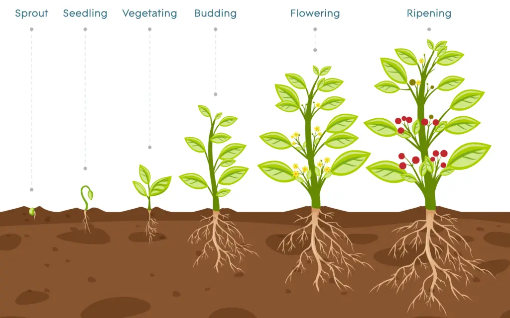 Canna Nutrients: A Guide to Feeding Your Hydroponic Plants