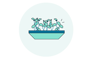 Microgreens