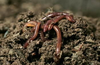 Worms: The Ancient Secret to the Rise of Human Civilization?