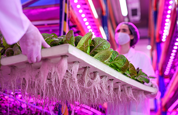 Researching the Impact of LED Lighting on Leafy Greens