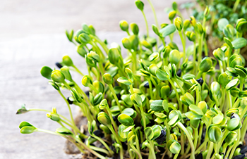 The Ultimate Guide to Growing Microgreens at Home