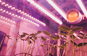 Top 10 Questions About LED Grow Lights Answered