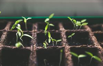  The Rules of Growing