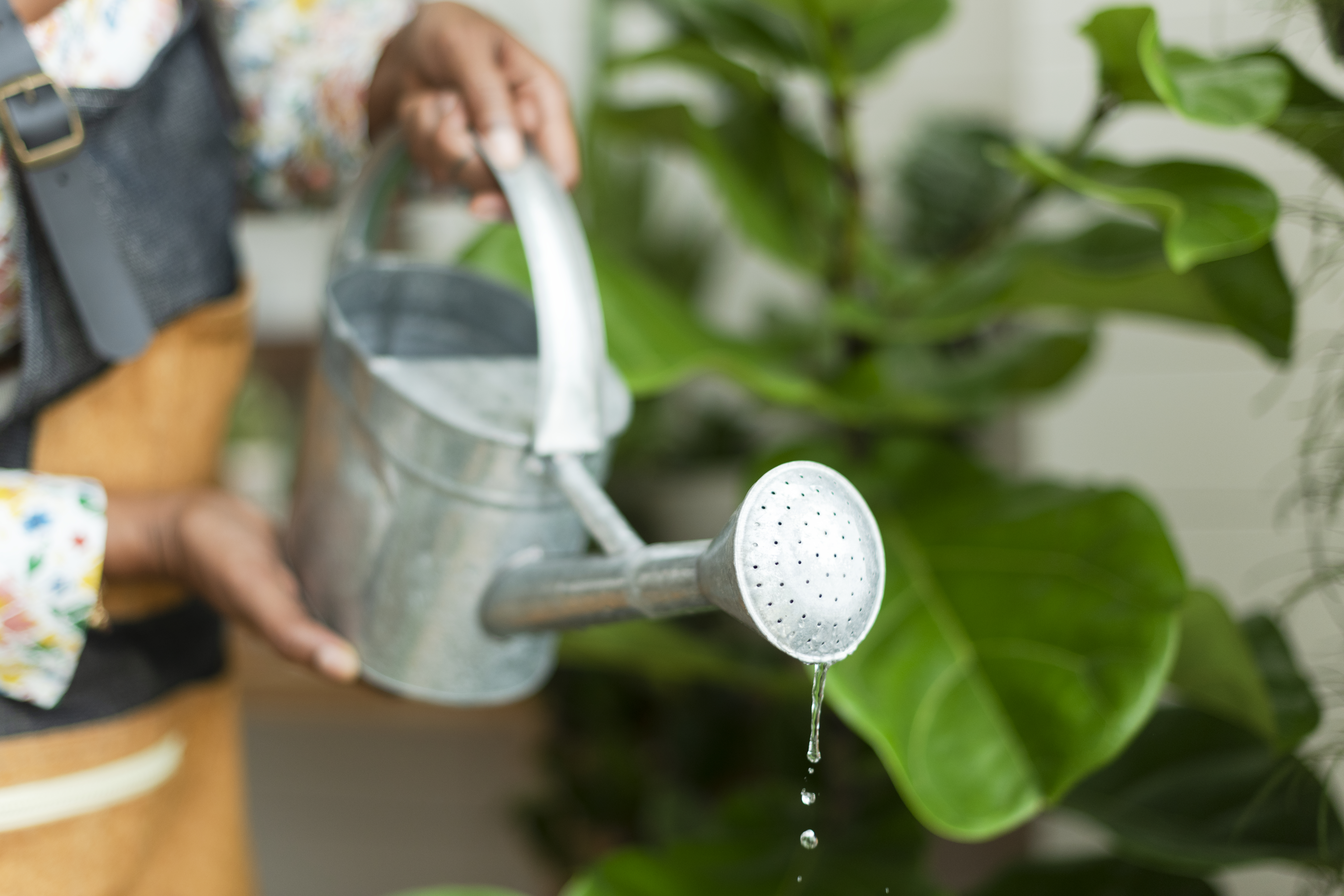 10 Essential Watering Guidelines for Optimal Plant Growth in Australia