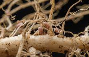 Root Maintenance In the Under Current