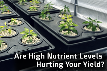 Are High Nutrient Levels Hurting Your Yeild?