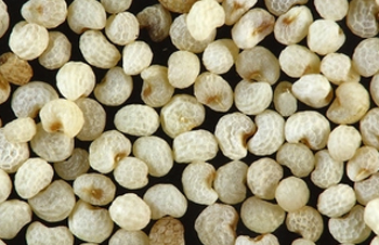 How to Save Seeds From the Garden
