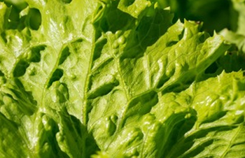 How To Save Lettuce Seeds To Grow For Many Seasons