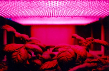 10 Things You Must Look For When Choosing LED Grow Lights