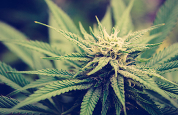 Things Just Got A Little Bit Easier For People Seeking Medicinal Cannabis In NSW