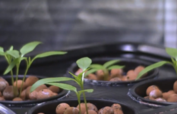 Seedling Time Lapse “Dancing Plants”
