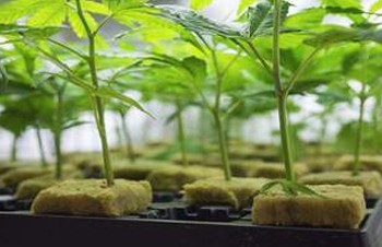 PreveCeutical Medical boosted as Aurora set to export cannabis to Australia for its research program