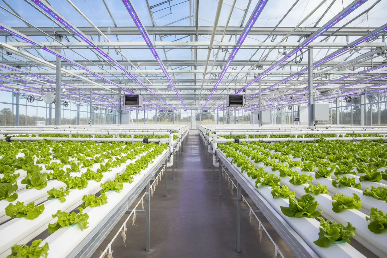 Why More Growers Are Switching from Soil to Hydroponics in Australia