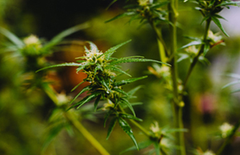 The beer giant behind Corona paid $191M for a stake in the largest legal marijuana producer