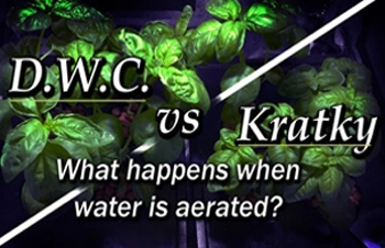 Kratky vs DWC - Aeration vs No Aeration (Hydroponic Basil) Part 1